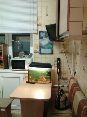 ����-������������ �����, 1 ���� ��������