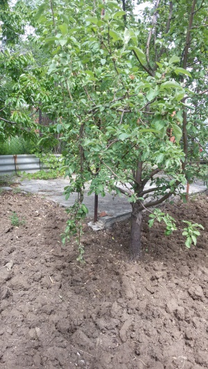 ������ ��������� �������