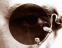  3D-  2D- , web-